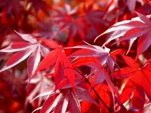 Acer palmatum 'Fireglow' - Afbeelding 2