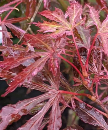Acer Palmatum 'Extravaganza'