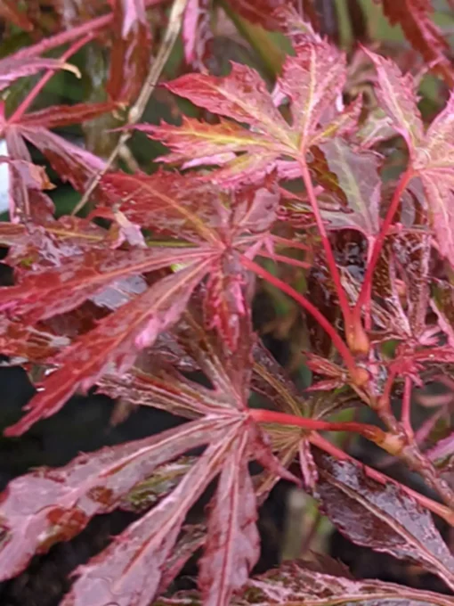 Acer Palmatum 'Extravaganza'