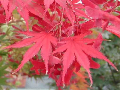 Acer Palmatum 'Masu-Kagami' - Afbeelding 2