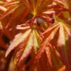 Acer Palmatum 'Orange Lace'