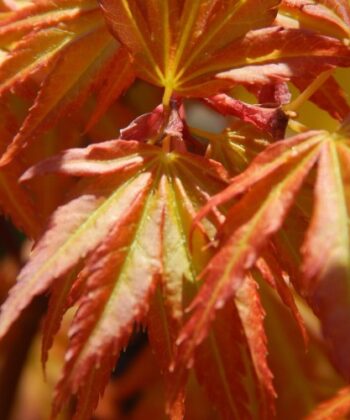 Acer Palmatum 'Orange Lace'
