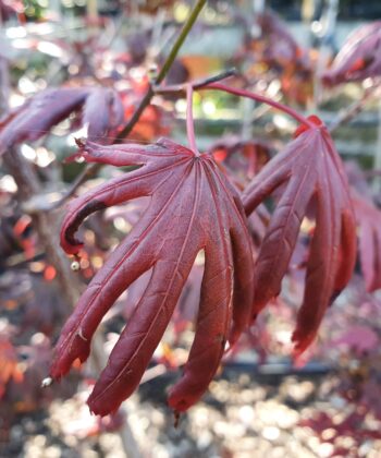 Acer Palmatum 'Trompenburg'