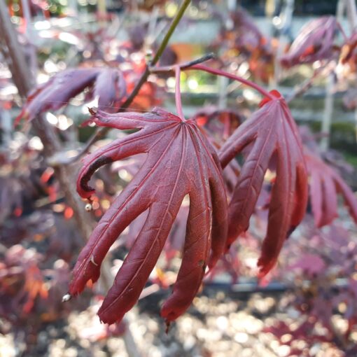 Acer Palmatum 'Trompenburg'