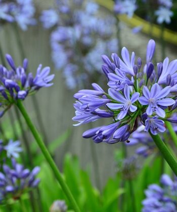 Agapanthus