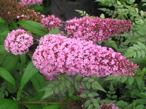 Buddleja 'Reve de Papillon Pink'