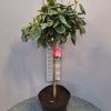 Roze Rhododendron op stam fantastica