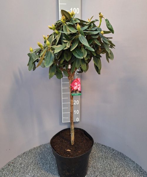 Roze Rhododendron op stam fantastica