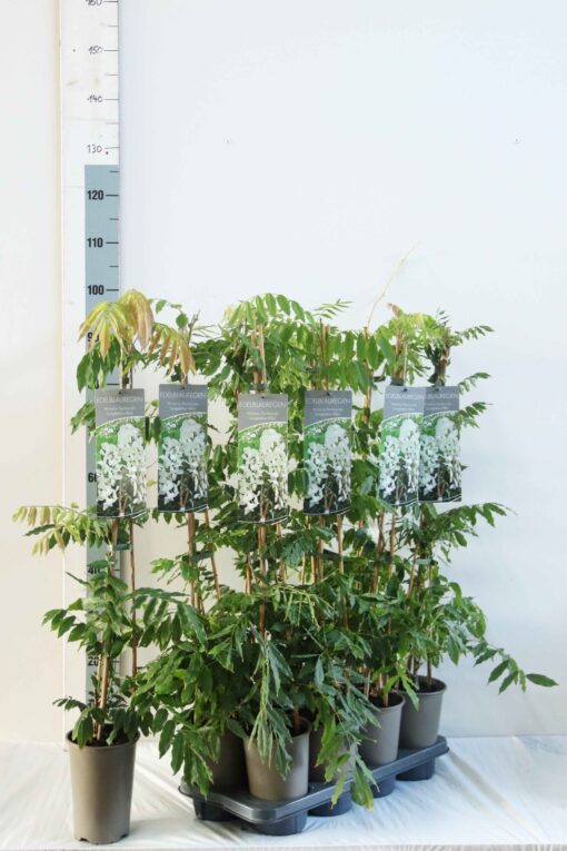 Wisteria floribunda 'Longissima Alba' - Afbeelding 2