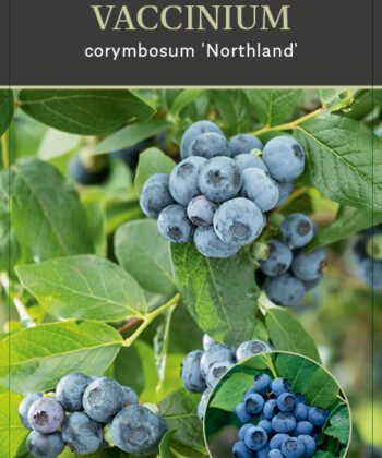 Vaccinium corymbosum ‘Northland'