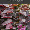Cercis Canadensis 'Ruby Falls'
