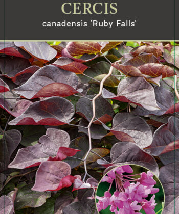Cercis Canadensis 'Ruby Falls'