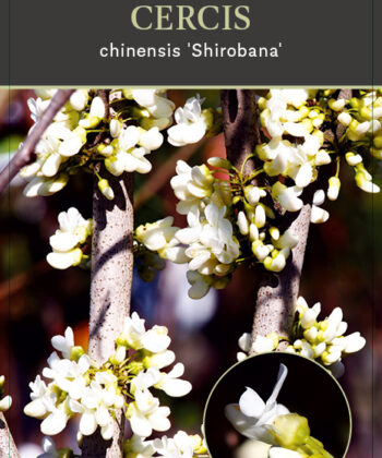 Cercis Chinensis Shirobana