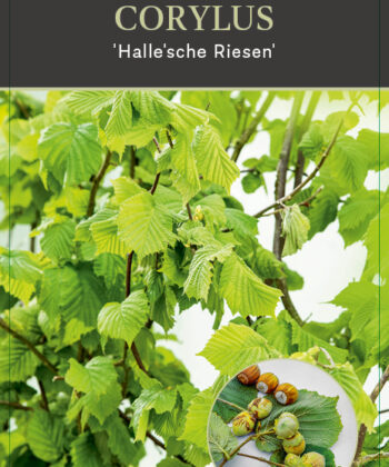 Corylus Halle'sche Riesen Hazelnoot