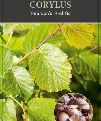 Corylus Pearson's Prolific Hazelnoot