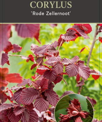 Corylus Rode Zellernoot Hazelnoot