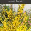 Forsythia Courtalyn (Week-End)