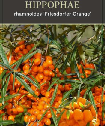Hippophae Rhamnoides 'Friesdorfer Orange' - Duindoorn