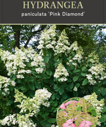 Hydrangea paniculata ‘Pink Diamond' - Pluimhortensia
