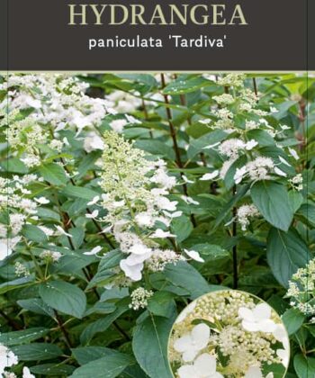 Hydrangea paniculata ‘Tardiva'