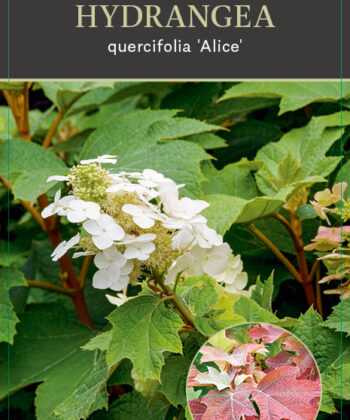 Hydrangea Quercifolia 'Alice' - Eikenbladhortensia