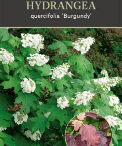 Hydrangea Quercifolia 'Burgundy'