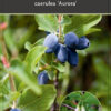 Lonicera caerulea 'Aurora'