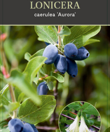 Lonicera caerulea 'Aurora'