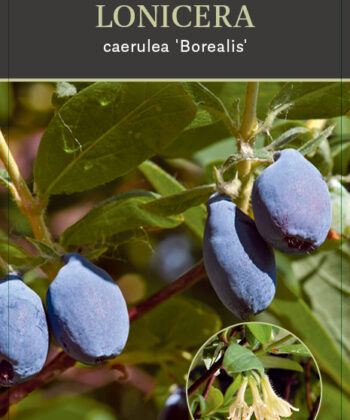Lonicera caerulea 'Borealis'