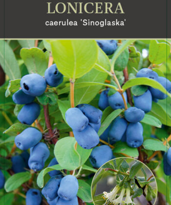 Lonicera caerulea 'Sinoglaska'