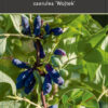Lonicera caerulea 'Wojtek'