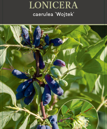 Lonicera caerulea 'Wojtek'