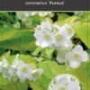 Philadelphus Coronarius 'Aureus'
