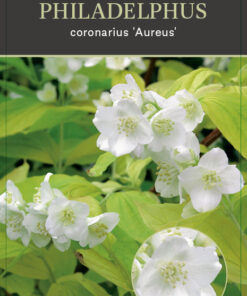 Philadelphus Coronarius 'Aureus'