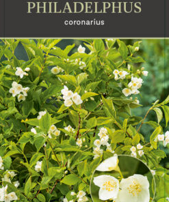 Philadelphus Coronarius