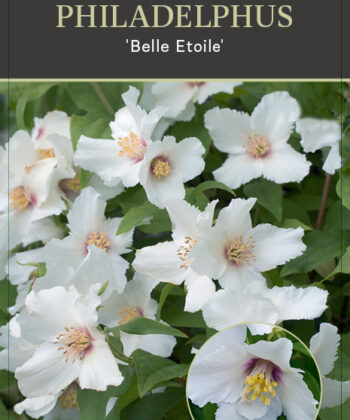 Philadelphus 'Belle Etoile' - Boerenjasmijn