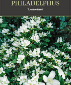 Philadelphus 'Lemoinei'