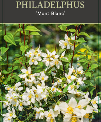 Philadelphus 'Mont Blanc' - Boerenjasmijn