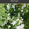 Philadelphus 'Silberregen'