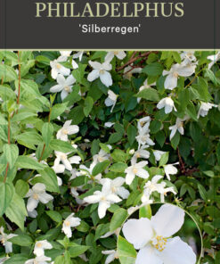 Philadelphus 'Silberregen'