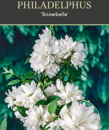 Philadelphus 'Snowbelle' - Boerenjasmijn