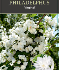 Philadelphus 'Virginal'