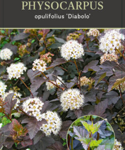 Physocarpus Op. Diable d'Or