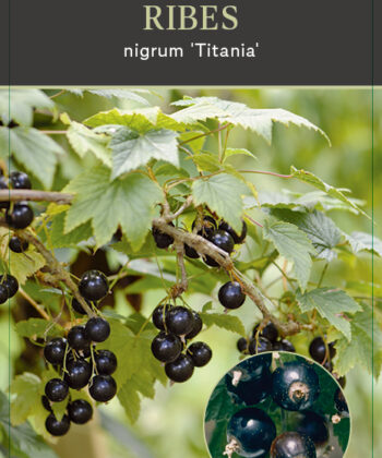 Ribes rubrum 'Titania' op stam - zwarte bes