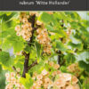 Ribes rubrum 'Witte Hollander’ - witte bes