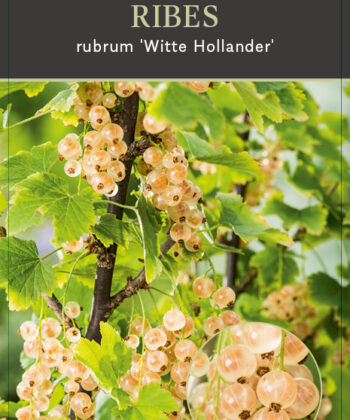 Ribes rubrum 'Witte Hollander’ - witte bes