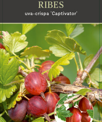 Ribes uva-crispa 'Captivator' - kruisbes