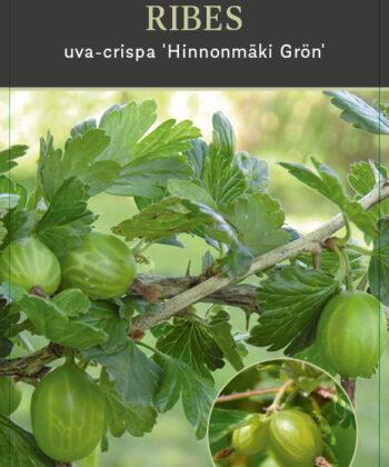 Ribes uva-crispa 'Hinnonmaki Grun' - groene kruisbes