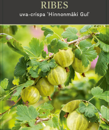 Ribes uva-crispa 'Hinnonmaki gul - gele kruisbes