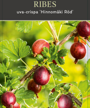 Ribes uva-crispa 'Hinnonmaki rood op stam- rode kruisbes